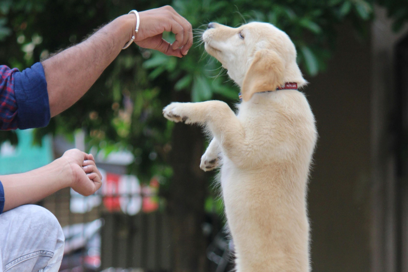 Types of dog training