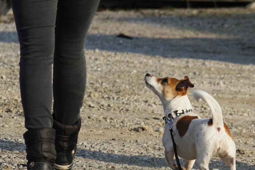 bubble theory dog training