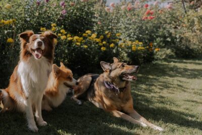 10 easiest dogs to train