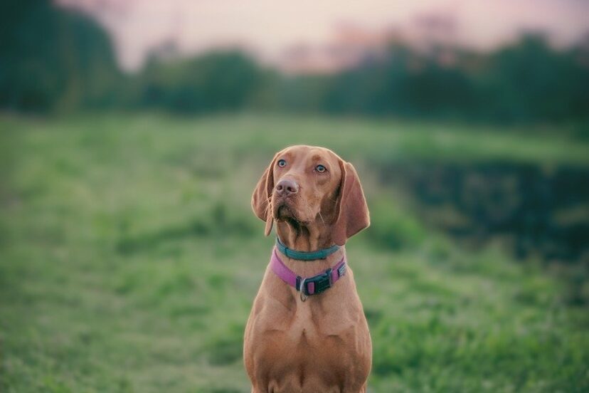 How to train a dog to stay