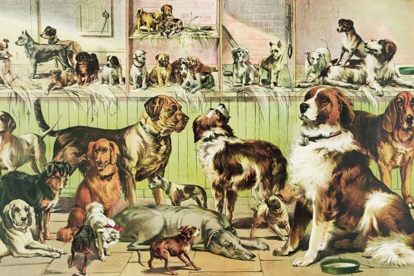 Dog Boarding and Training