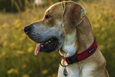 Dog Training Collars